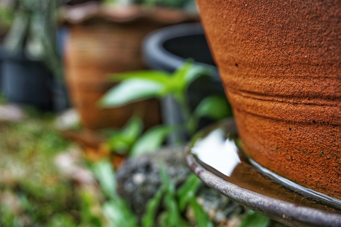 photo of flower pot with standing water