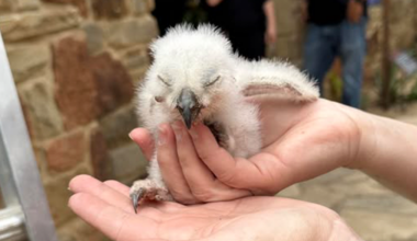 Athena the owl: 2nd owlet discovered to be alive