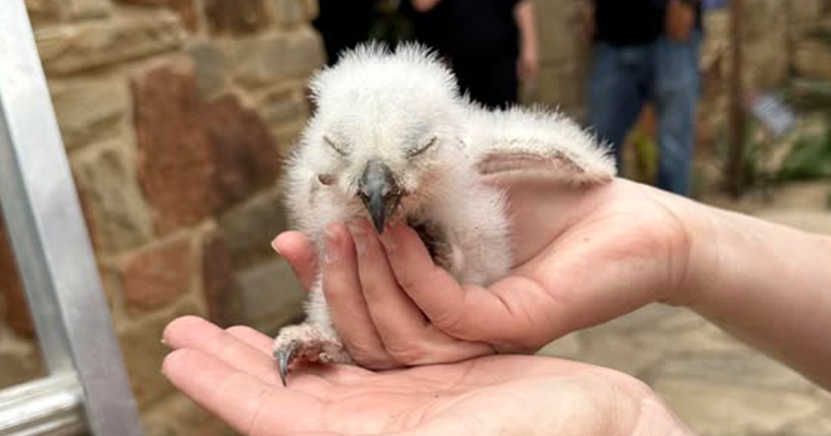 Athena the owl: 2nd owlet discovered to be alive