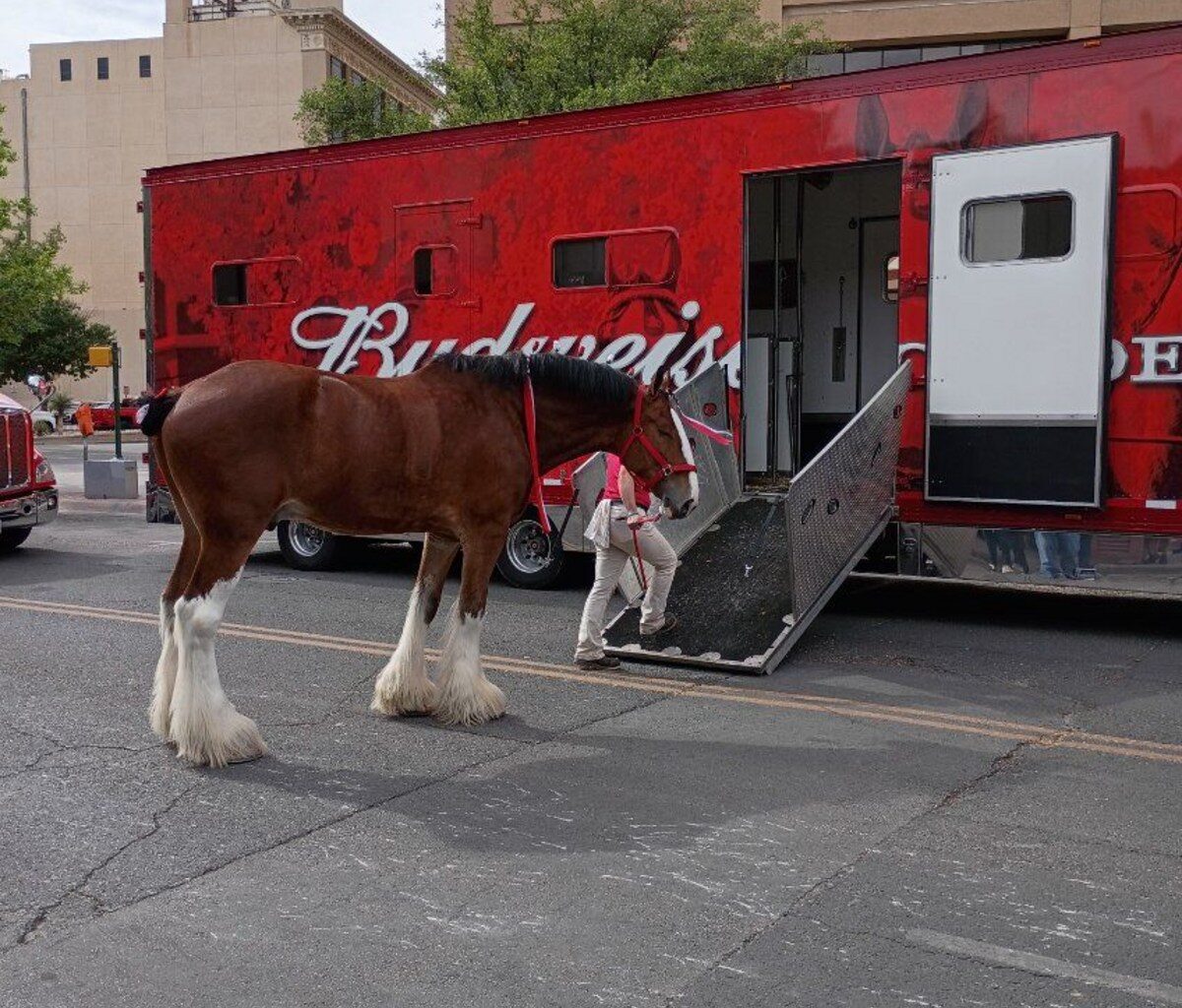 How The Clydesdales Brought Joy To El Paso's The Tap