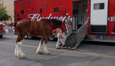 How The Clydesdales Brought Joy To El Paso's The Tap