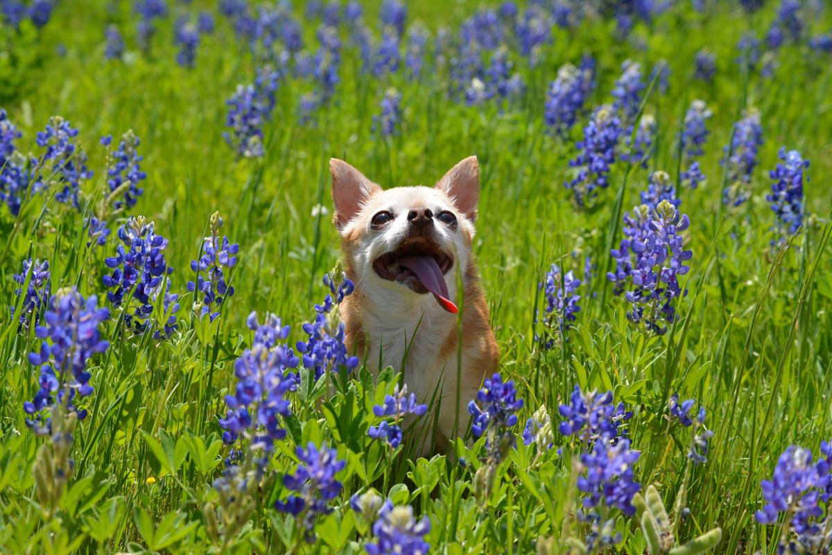 This Is the Best Time to Explore Texas Right Now