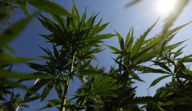 What To Expect At El Paso's 420 Fest In 2026