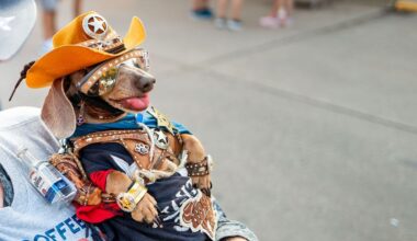 Texas Cities Lead In Dog Adoption Opportunities This Weekend