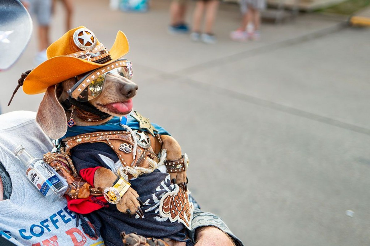 Texas Cities Lead In Dog Adoption Opportunities This Weekend