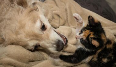 How Lubbock's Wish Wednesday Helps Local Animal Shelters