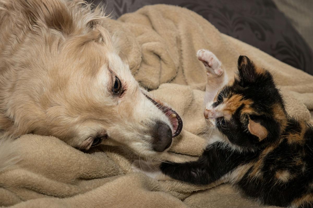 How Lubbock's Wish Wednesday Helps Local Animal Shelters