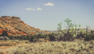 Why Mesquite Trees Signal The Right Time To Plant In Lubbock