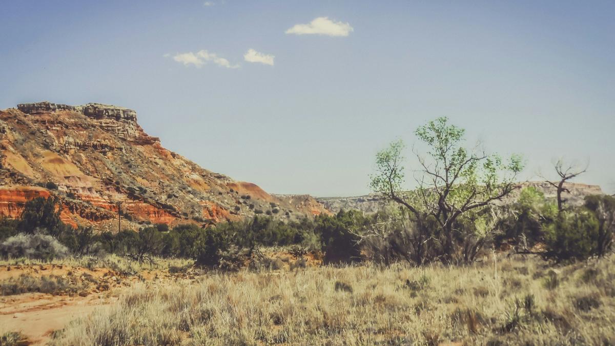 Why Mesquite Trees Signal The Right Time To Plant In Lubbock