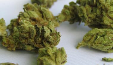Lubbock's Growing Acceptance Of Marijuana Culture: What To Know