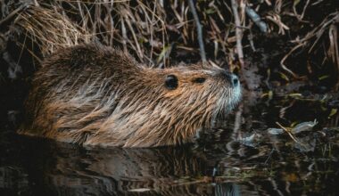 El Paso Beaver Becomes Local Wildlife Celebrity