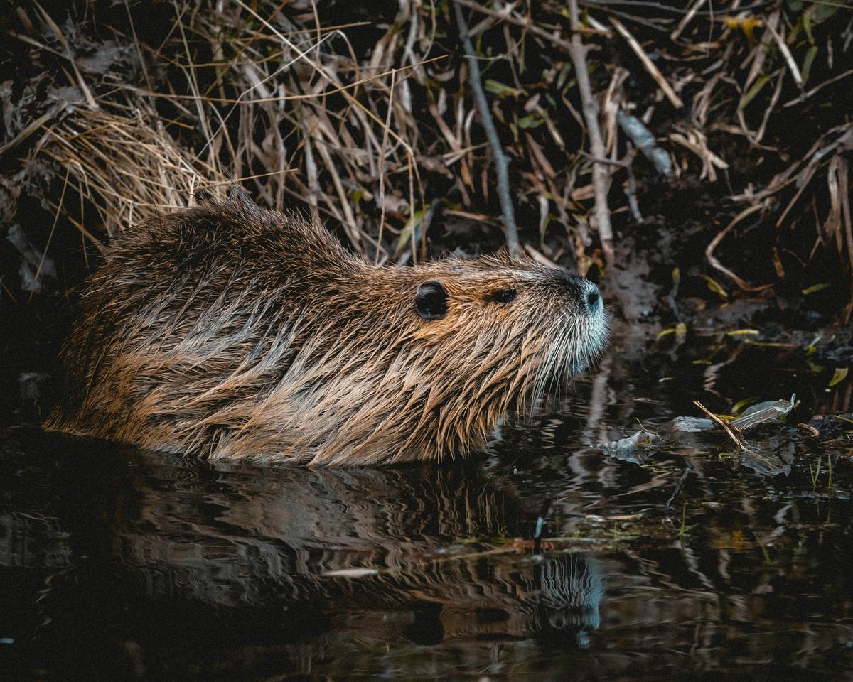El Paso Beaver Becomes Local Wildlife Celebrity