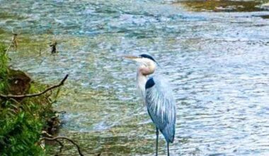 Turtle Creek Association presents Azalea Luncheon