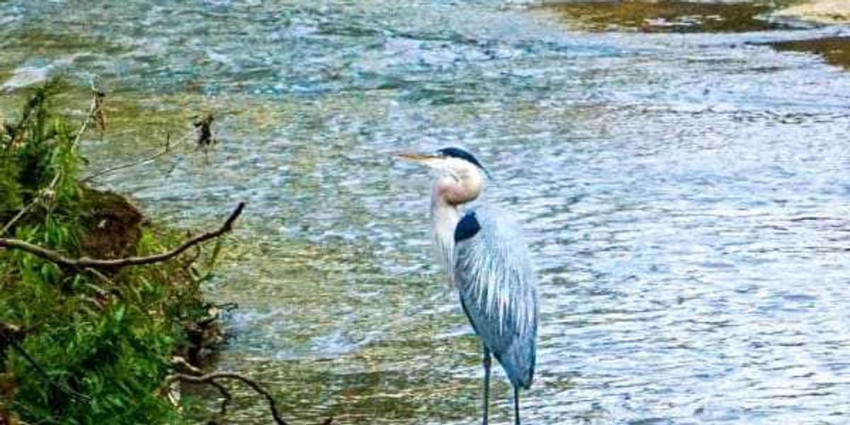 Turtle Creek Association presents Azalea Luncheon