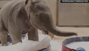 National Zoo marks Earth Day with adorable elephant bubble bath