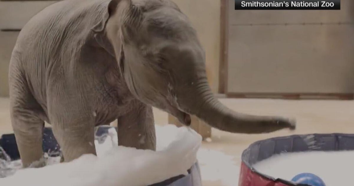 National Zoo marks Earth Day with adorable elephant bubble bath