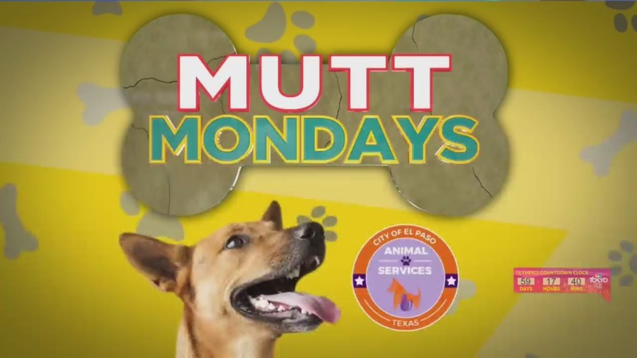 Yahoo news home