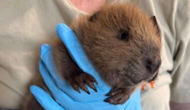 Austin Wildlife Rescue treats baby beaver after its found alone on sidewalk