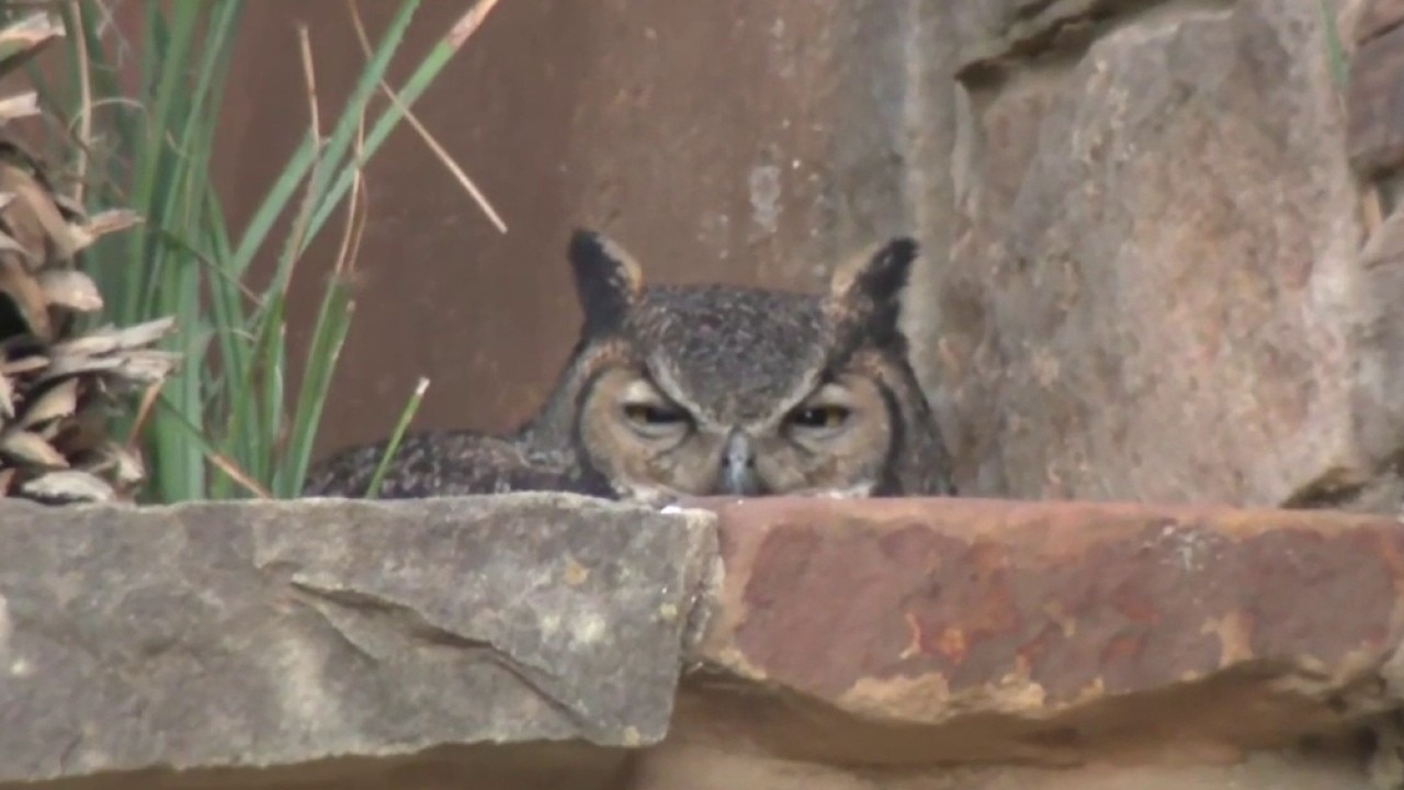 Spring at Lady Bird Johnson Wildflower Center