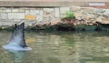 Sharks take over San Antonio River Walk — Netflix style