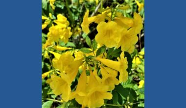 Botanical Gardens swaps Big Bloom for 'Water Smart' plant sale with $2 admission