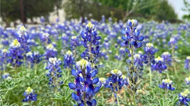 Bluebonnets in San Antonio - San Antonio Botanical Garden