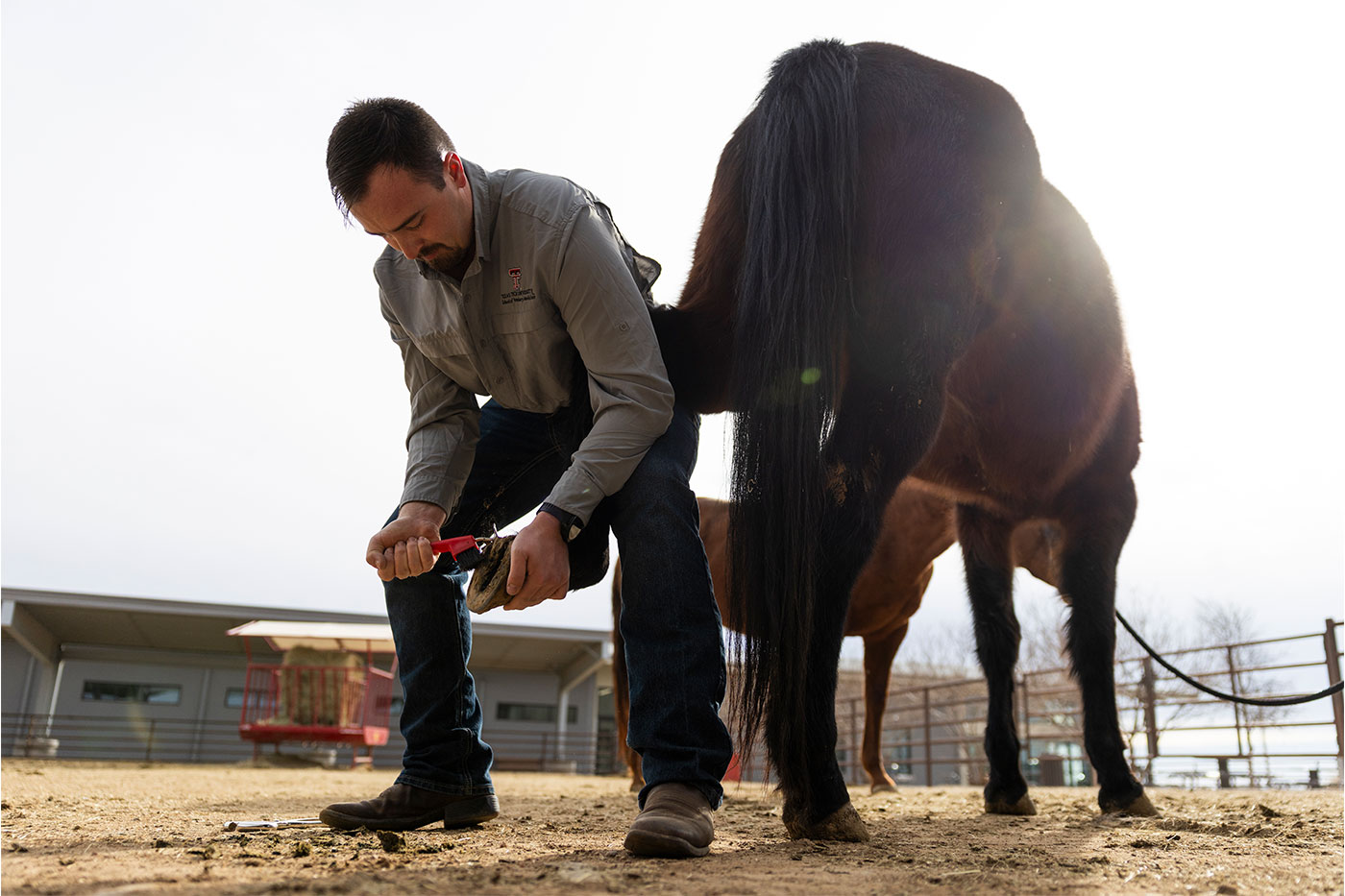 Tommy working with the horses at Texas Tech. 