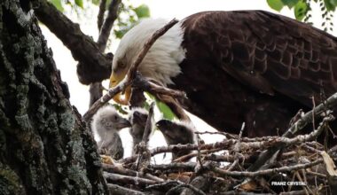 Beloved White Rock Lake eagles hatch 3 eaglets