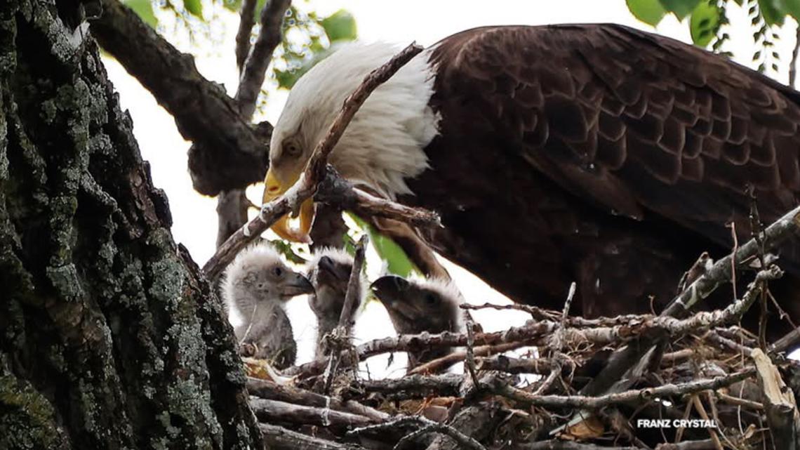 Beloved White Rock Lake eagles hatch 3 eaglets