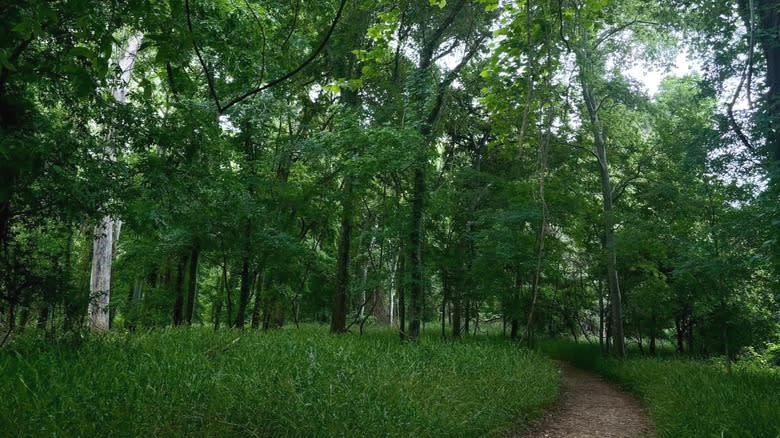 Trail through Stephen F. Austin State Park