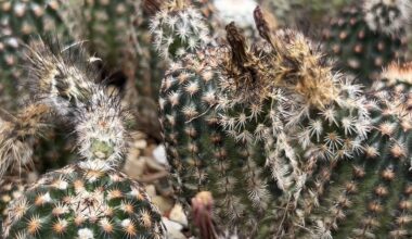 Texas growth putting native cactus in danger of extinction