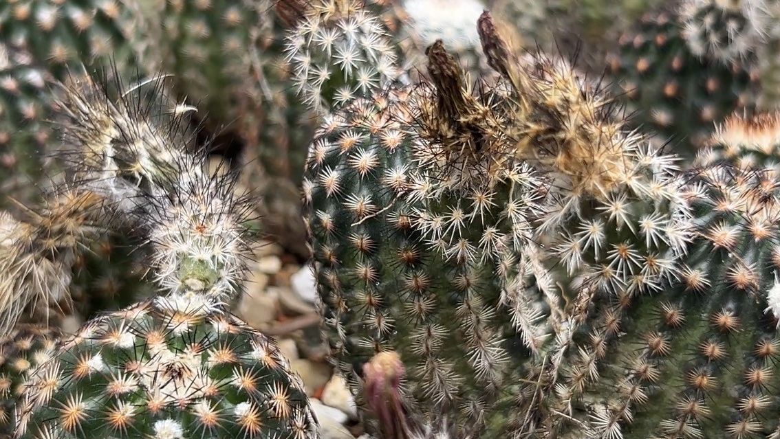 Texas growth putting native cactus in danger of extinction