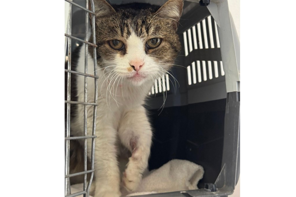 KitKat, a brown and white tabby cat peeking out of a pet carrier who was missing for 5 years