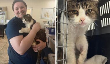 Missing cat reunited with its Texas family after 5 years