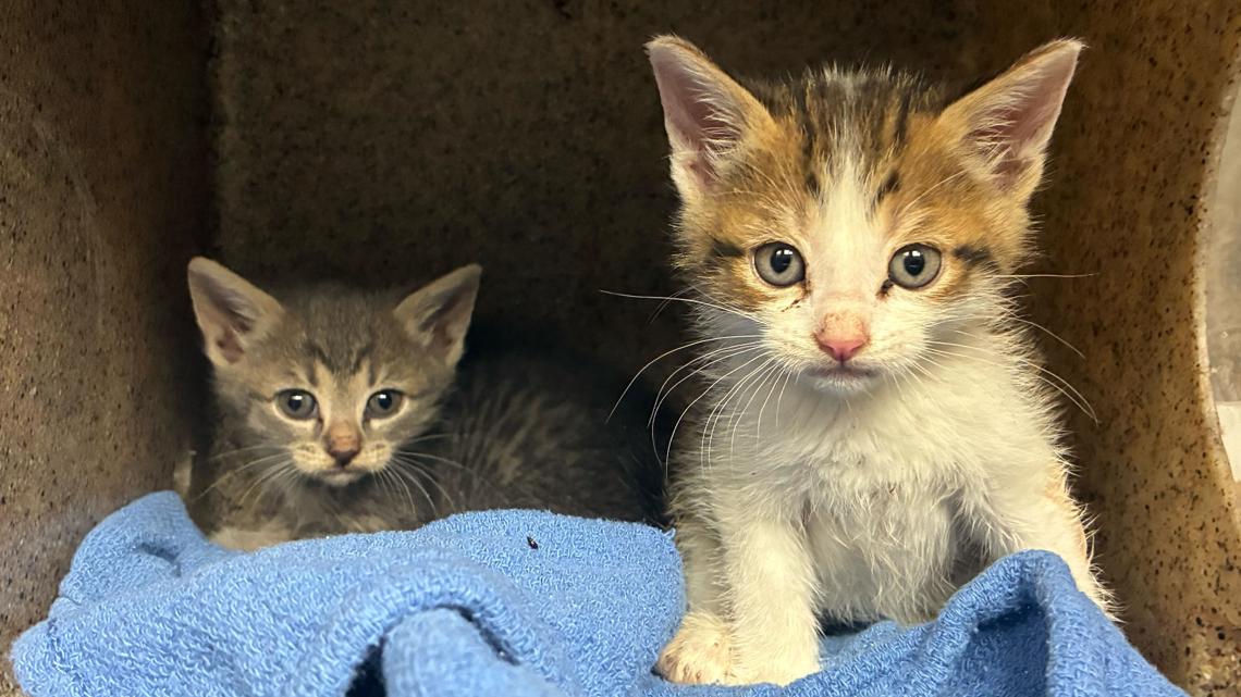 San Antonio Pets Alive! urgently seeks foster families to save newborn kittens amid seasonal surge
