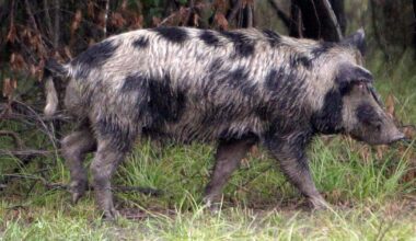 How invasive feral hogs spread across North Texas and became a costly, dangerous problem for communities