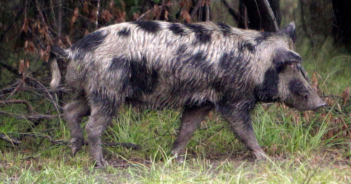 How invasive feral hogs spread across North Texas and became a costly, dangerous problem for communities