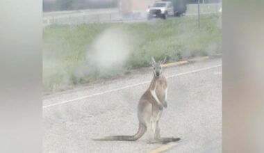 Video shows kangaroo hopping near Texas highway as stranded driver captures bizarre encounter