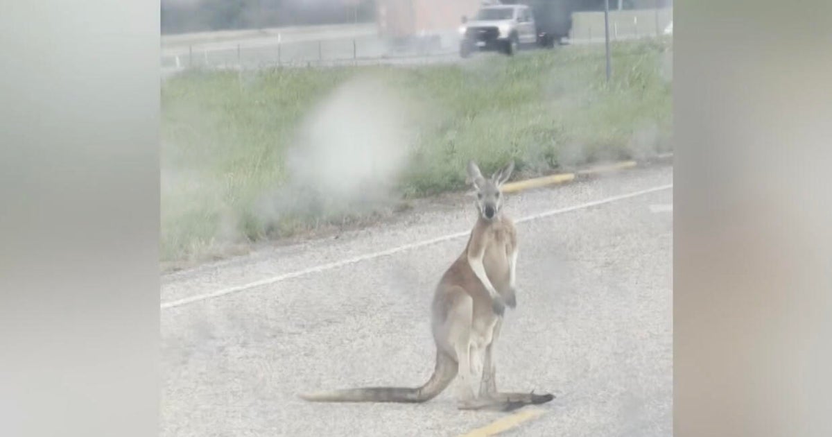 Video shows kangaroo hopping near Texas highway as stranded driver captures bizarre encounter