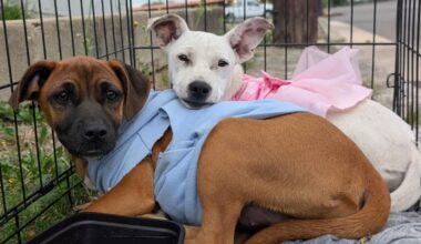 Two abandoned puppies find hope after rescue in San Antonio