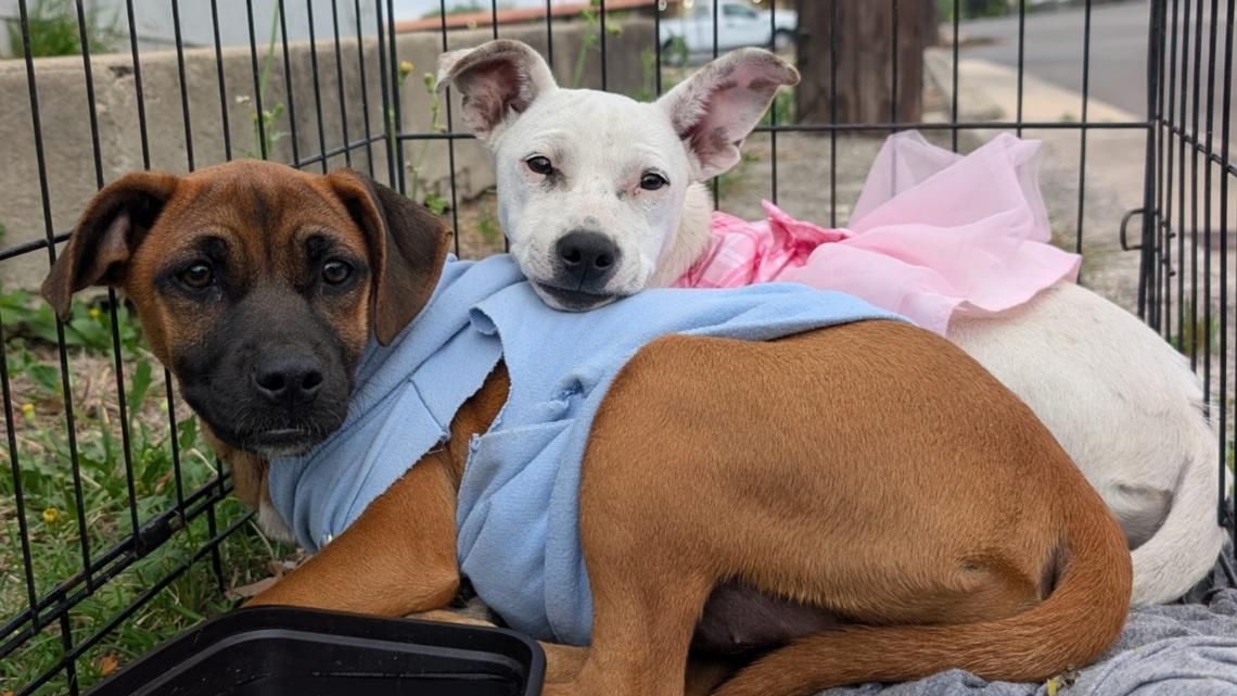 Two abandoned puppies find hope after rescue in San Antonio