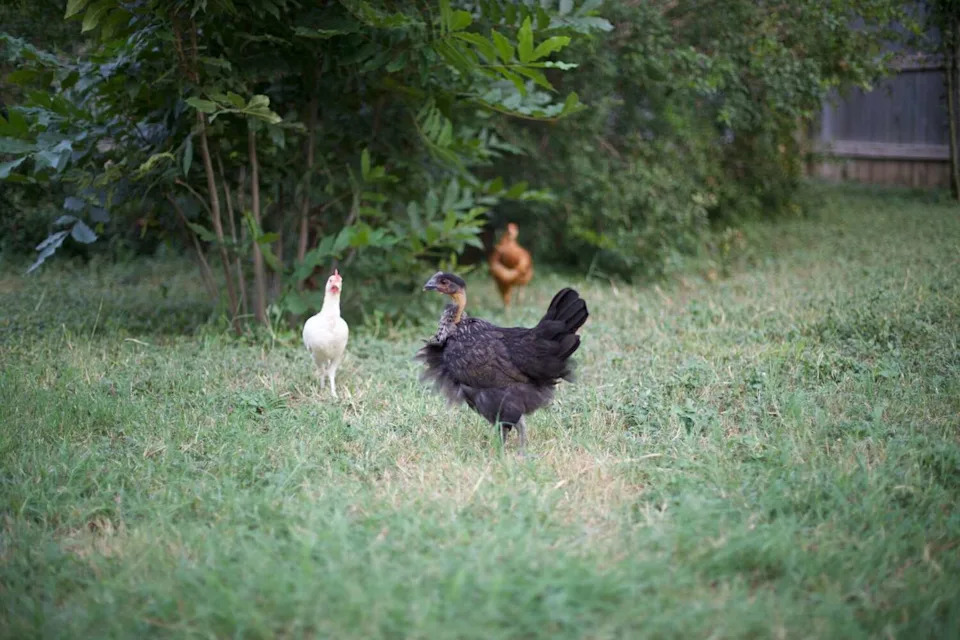Residents can have up to 8 domestic fowl (such as chickens, ducks or turkeys) per residence. But, only one of those birds can be a rooster. (Courtesy of Katya Dron)