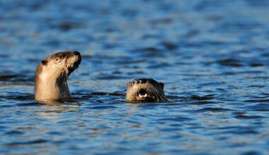 A pair of river otters. (AP Photo)