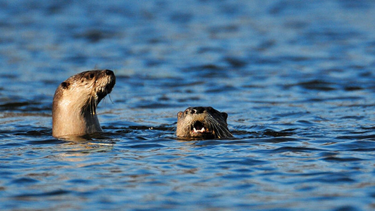 A pair of river otters. (AP Photo)