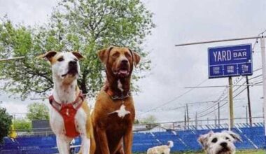 Austin bar for people and pups Yard Bar to close in May