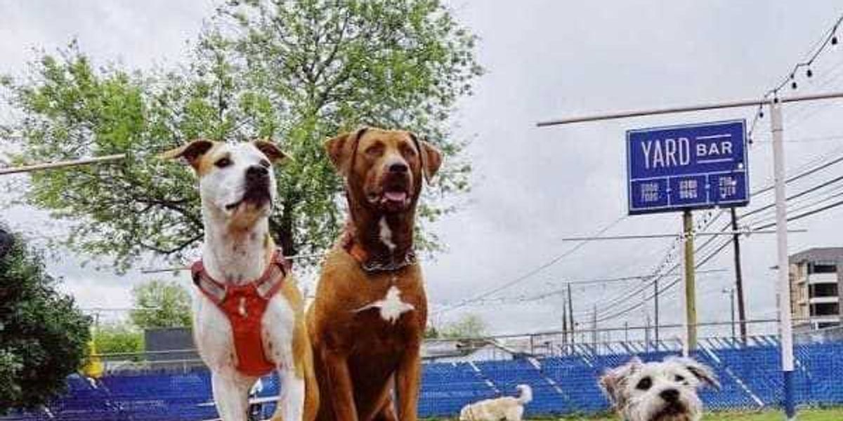 Austin bar for people and pups Yard Bar to close in May