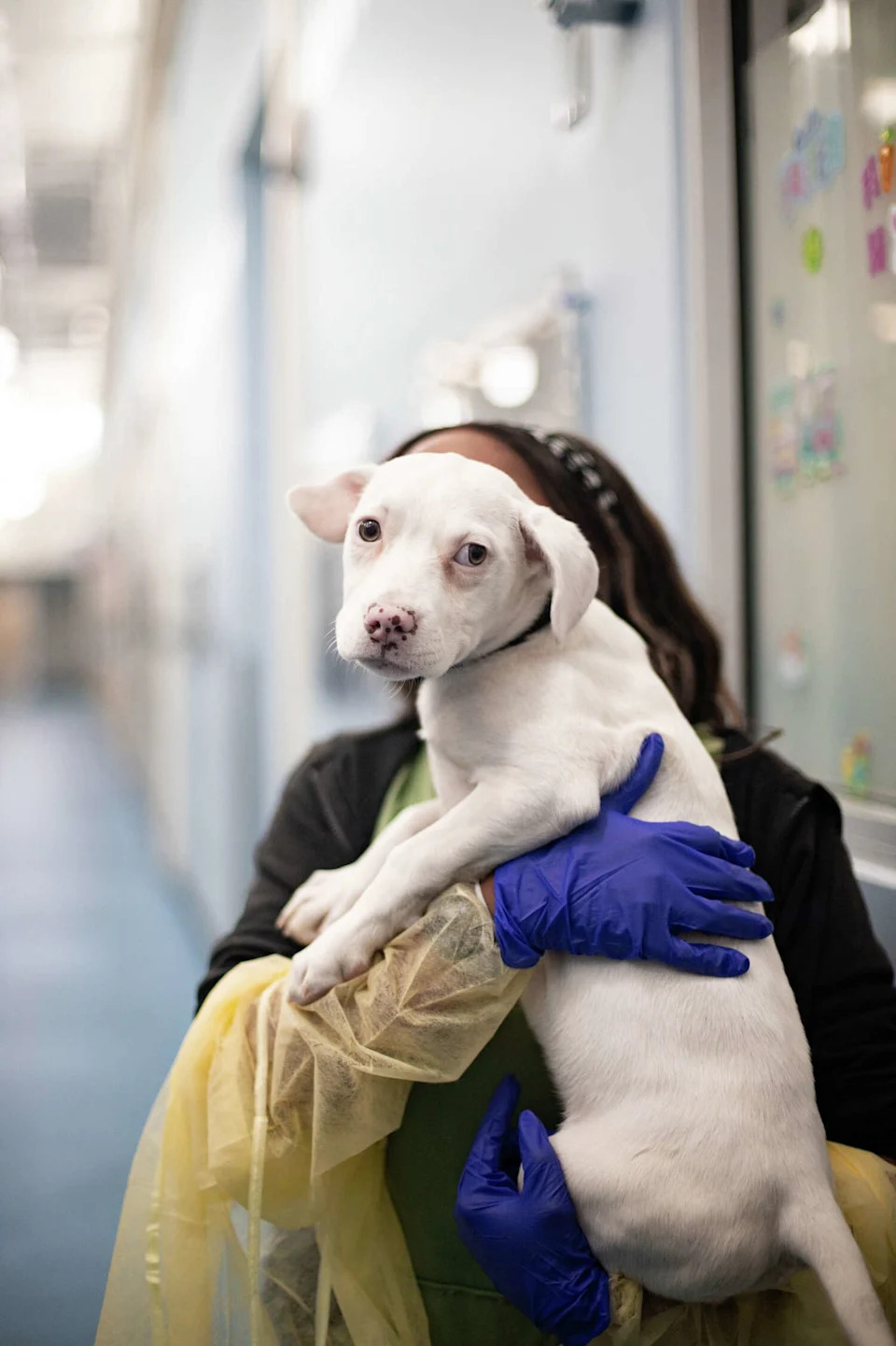 “Every adoption or foster placement makes an immediate difference — not just for that dog, but for the next one who needs our help,” Victoria Chittam Bennett, assistant director of Dallas Animal Services, said. (Courtesy of Dallas Animal Services)