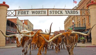 Why Cowtown Belongs on Your 2026 Travel List
