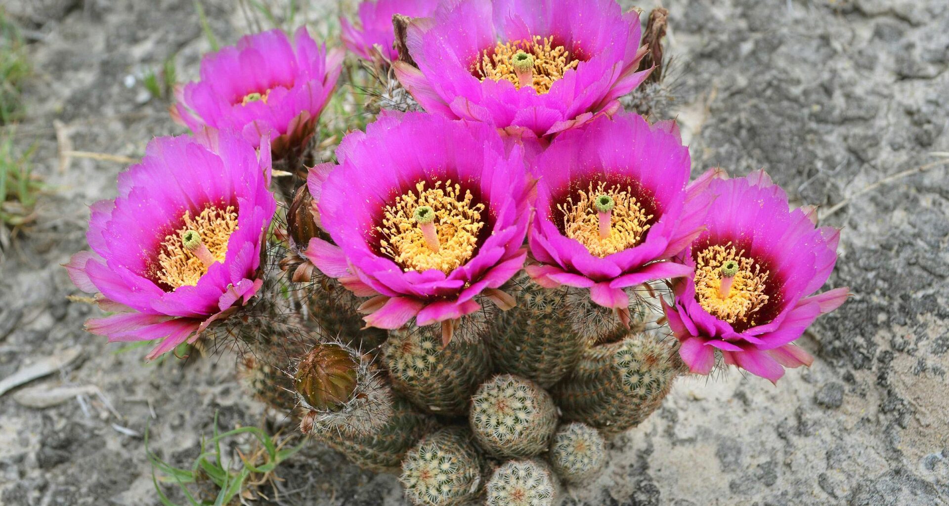Inside the Mission to Save Thousands of Endangered Texas Cacti