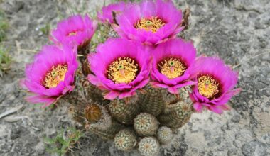Inside the Mission to Save Thousands of Endangered Texas Cacti